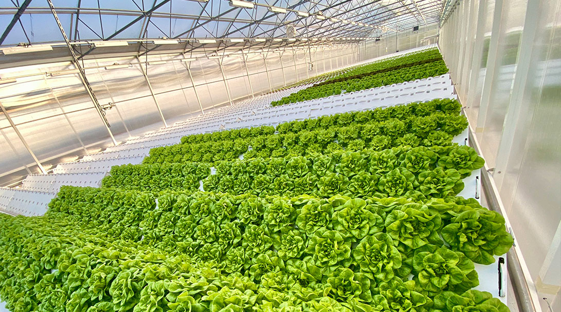 Establishment of The Green Life Co. with Capital KWD 1M