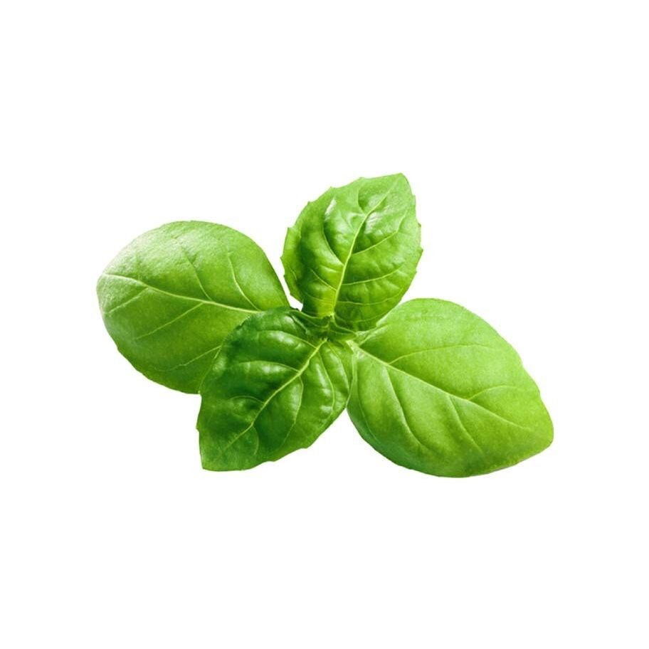 Basil